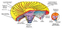 super-bouffon-le-macendale_6.jpg