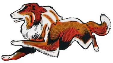 Blaze (colley) n°1